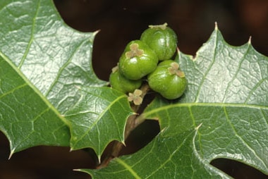 Native Holly (Alchornea ilicifolia)