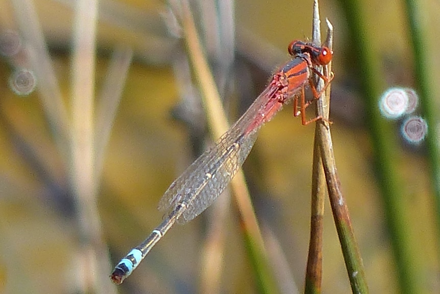 A red damselfly with a blue tail.