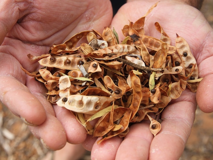 Wattle seeds in their hull held up.