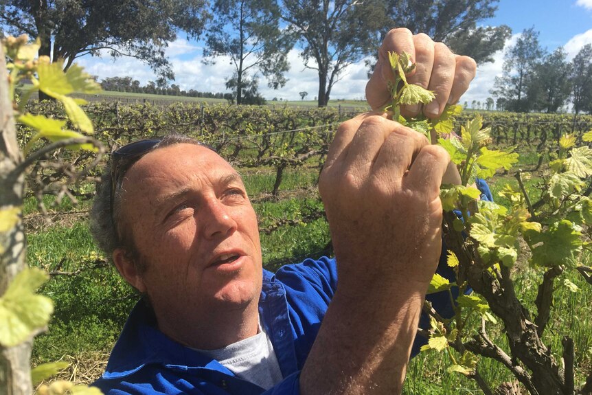 A man in a blue shirt holding onto a grapevine.