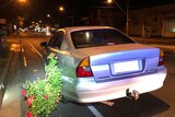 A car pulled over by police on North East Road in Adelaide with a rose bush attached.