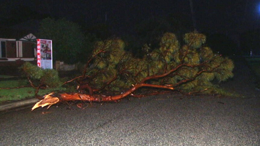 A fallen tree branch lies on a road at night after being torn off by strong winds.