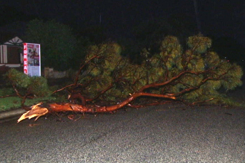 A fallen tree branch lies on a road at night after being torn off by strong winds.