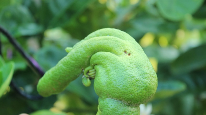 A ripening Buddha's Hand Citron giving the finger