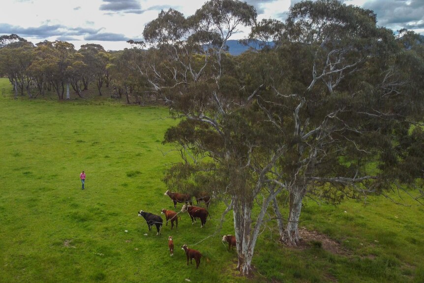 A drone photo of a woman in a pink shirt and jeans with her cattle, on green paddock and trees.