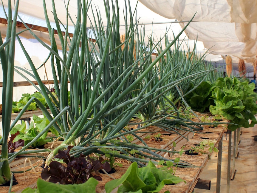 spring onions in an aquaponic system
