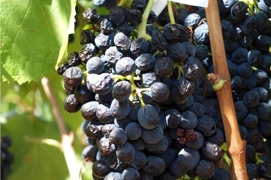 Grapes on a vine that are subject to berry shrivel