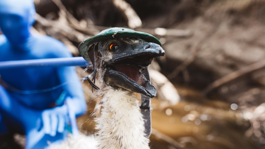 A person in a blue morph suit stands behind a small emu puppet in a creek
