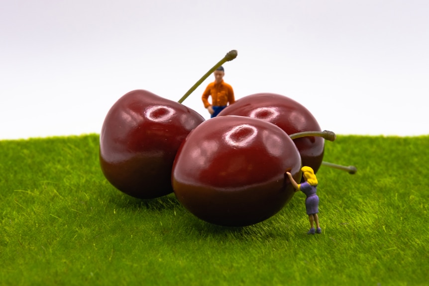 A photo of miniature people pushing cherries.