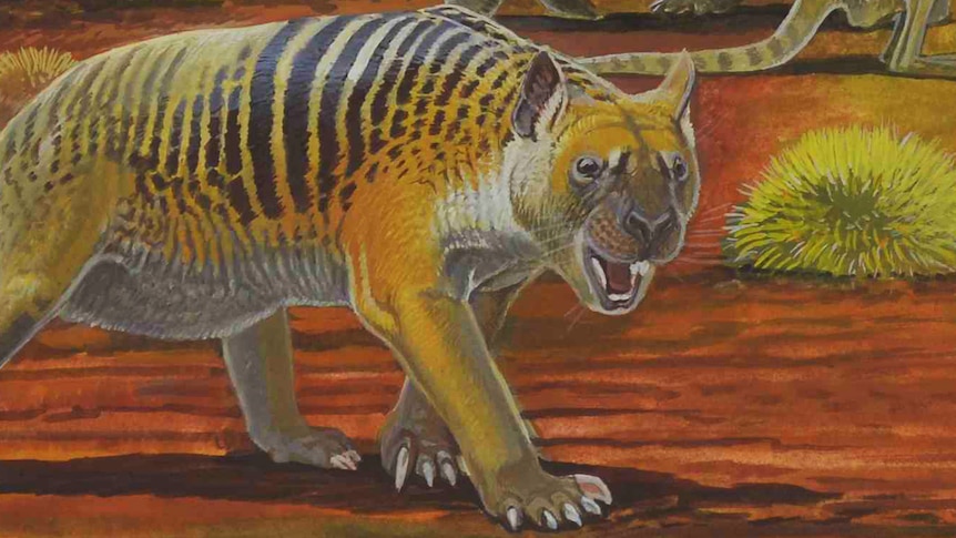 Artist impression of extinct megafauna animal Thylacoleo