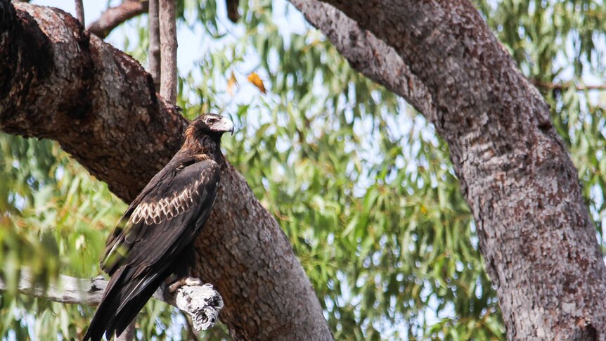 A Wedge-tailed Eagle sits in a tree.