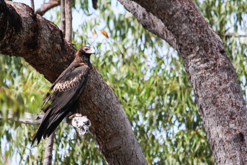 A Wedge-tailed Eagle sits in a tree.