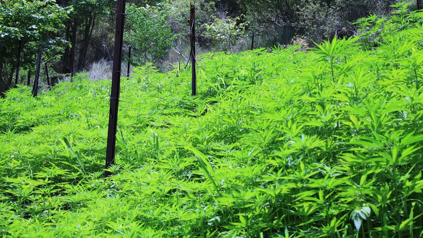 Farmers on the Atherton Tablelands want to be the first to grow medicinal marijuana when licenses are offered by government.