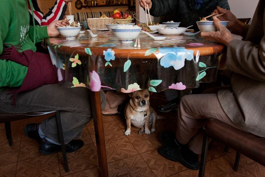 A dog under the table while a family eats