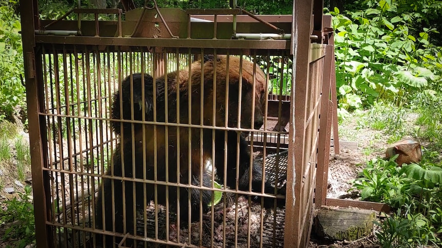 A black bear sits in a cage rattling the fence.