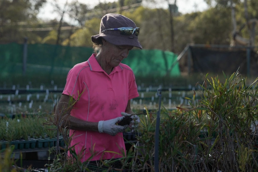 Photo of a worker planting seedlings.