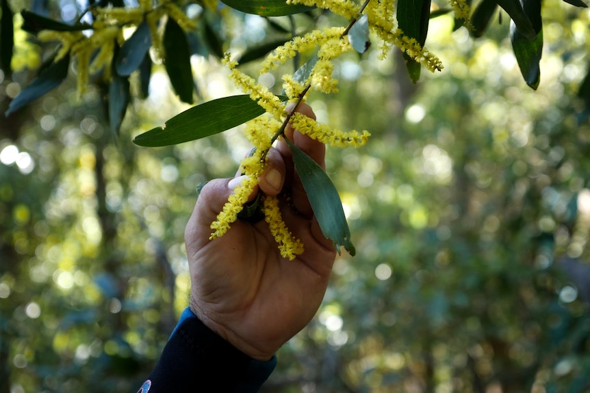 Hand reaching up to touch a branch of flowering wattle hanging from a tree.