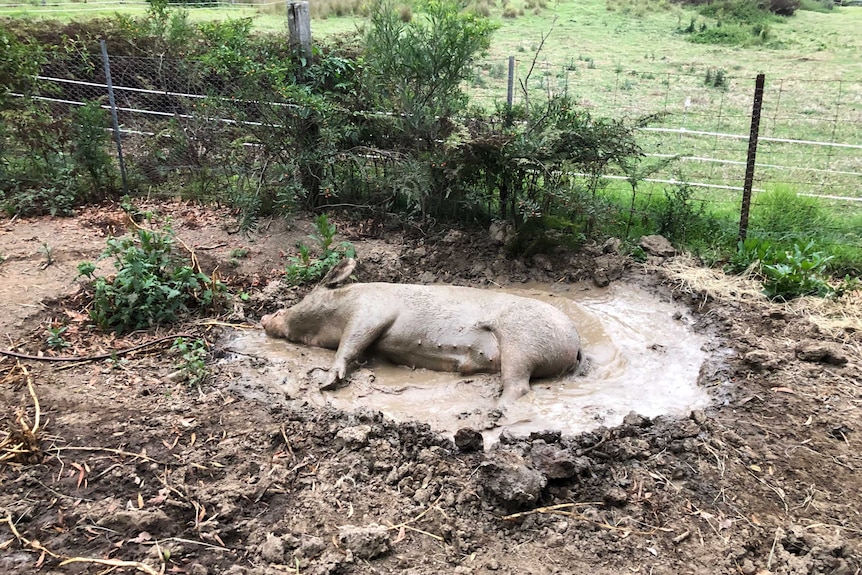 Jimmy in the mud