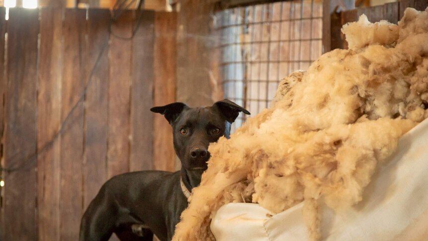 A dog is startled as it plays in a pile of wool