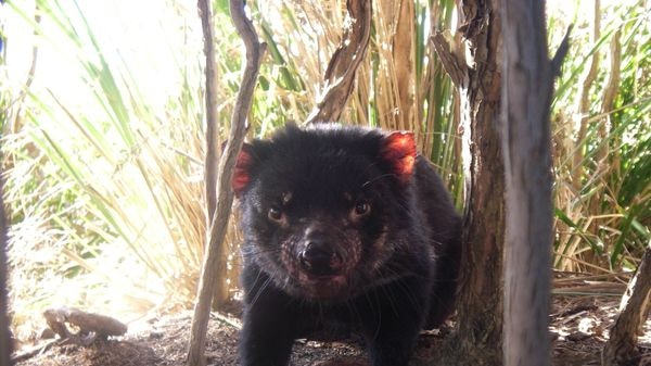 Tasmanian Devil in shrub
