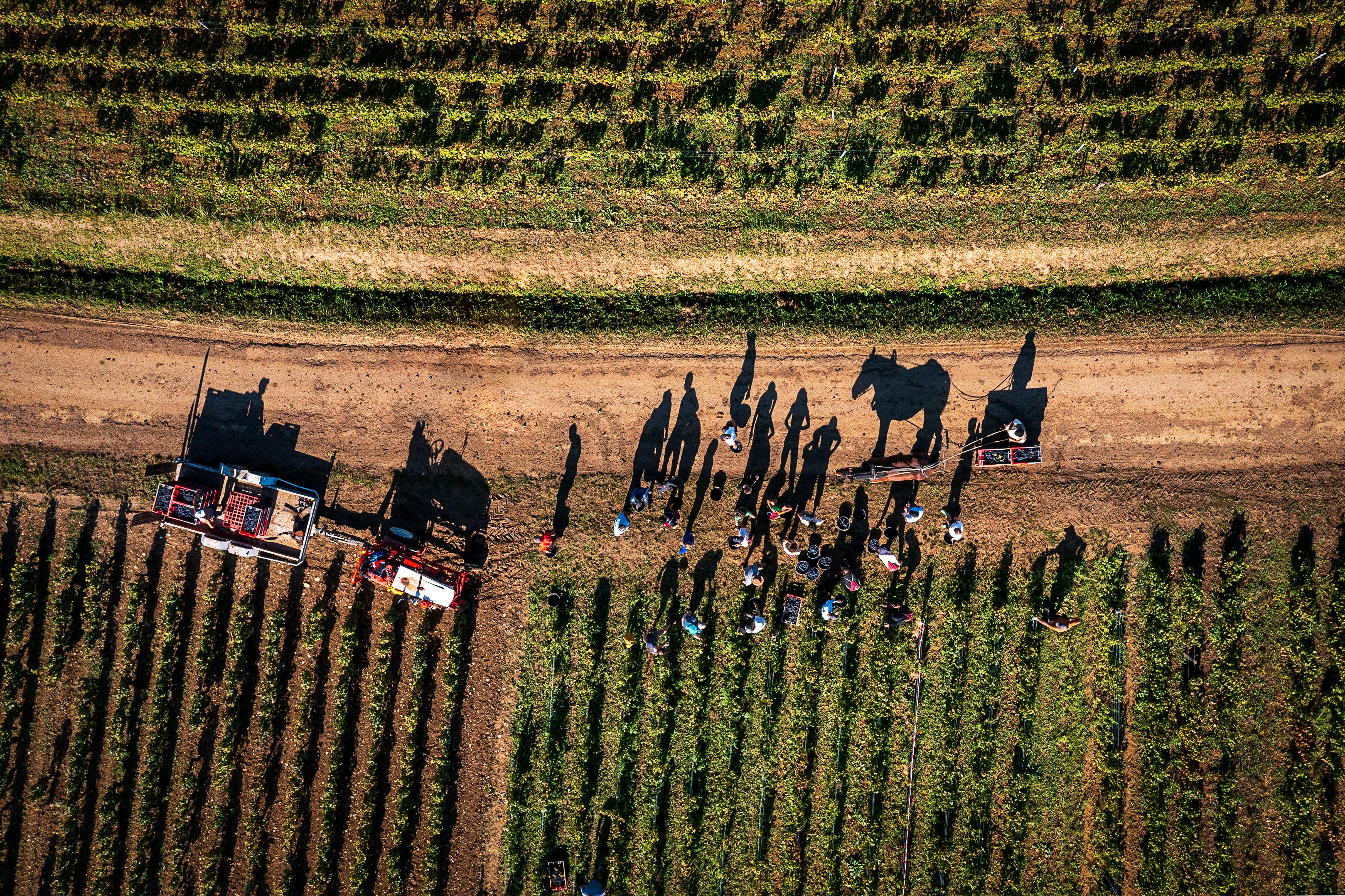 An aerial shot of orchard workers and horse-drawn carriages on a dirt road. Their shadows are cast long against the ground.