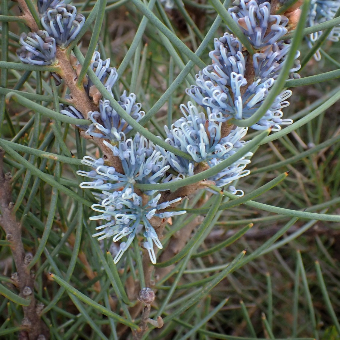 A close of a blue flower