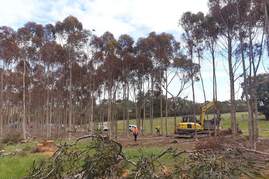 Workers in high-vis are seen walking amongst trees.