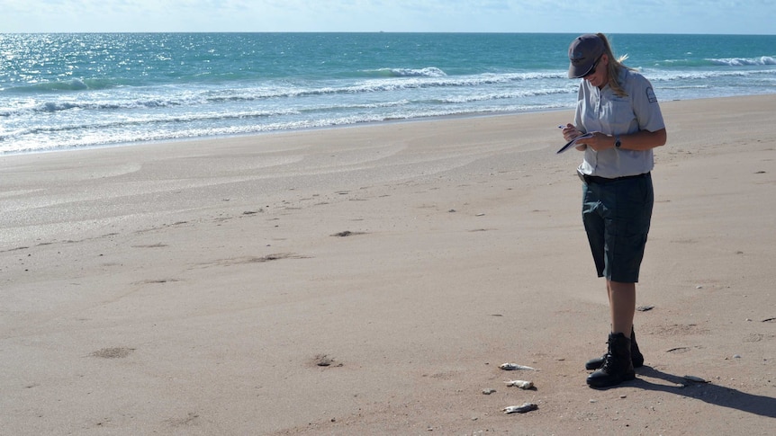 Fisheries officer taking notes on a beach with dead fish on the sand.