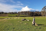 A farmer walks across a green, grassy sheep paddock.