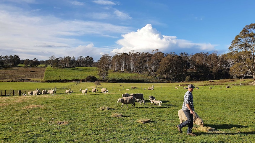 A farmer walks across a green, grassy sheep paddock.