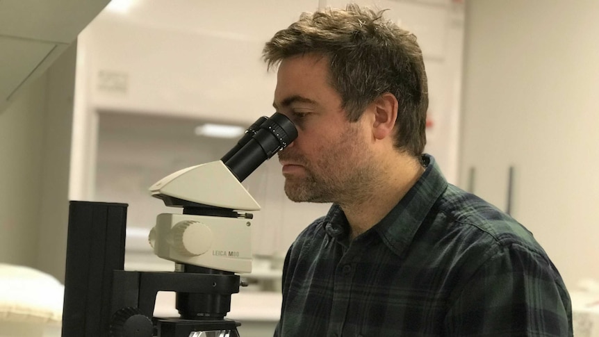 Dr Erich Fitzgerald looks into a microscope at a Museums Victoria laboratory.