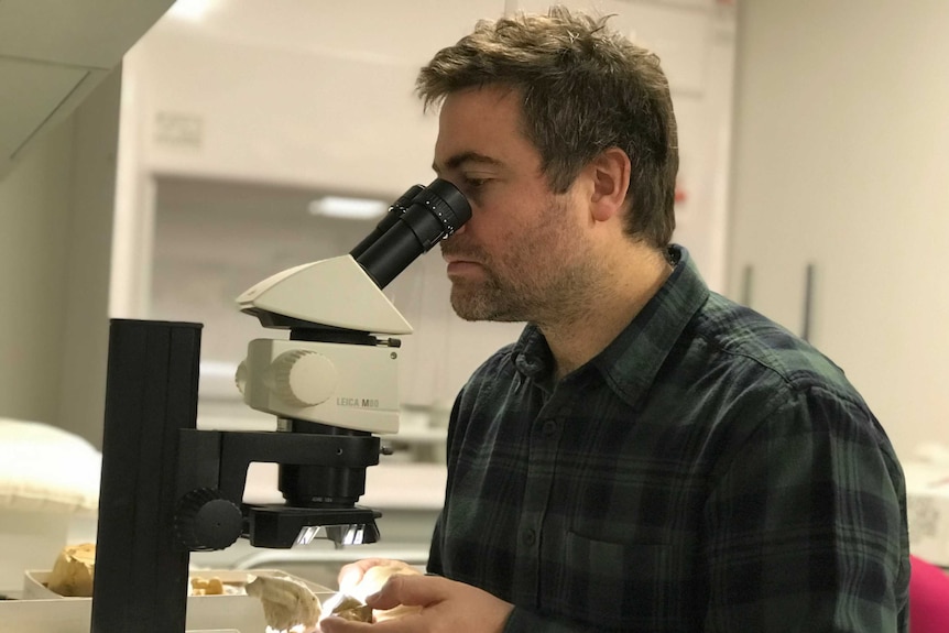 Dr Erich Fitzgerald looks into a microscope at a Museums Victoria laboratory.
