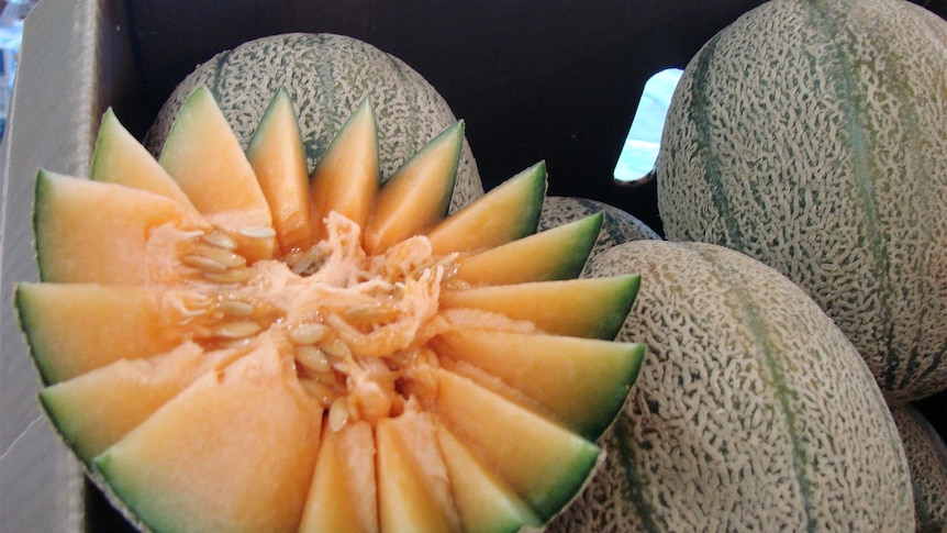 A close-up of a cut rockmelon half, sitting on whole rockmelons.