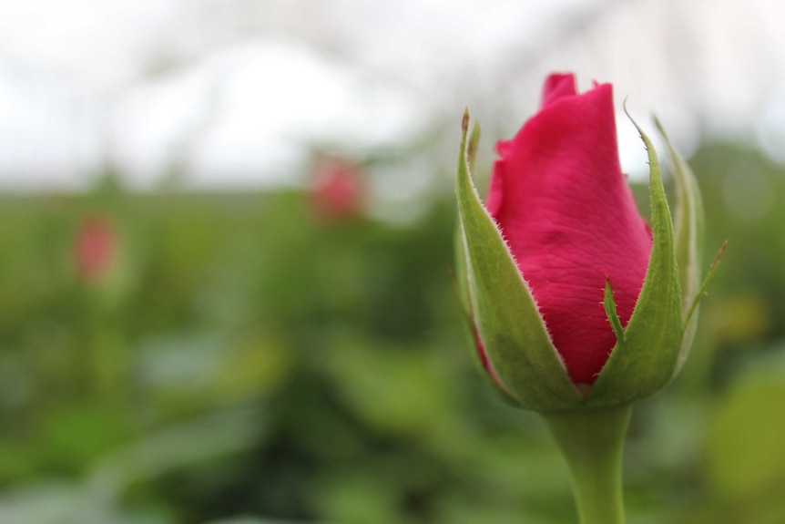 A red rose in the very first stages of opening.