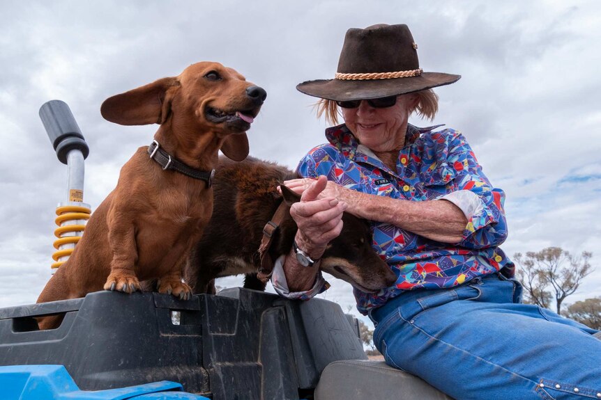 An elderly woman pats two dogs on the back of a quad bike in an outback paddock.