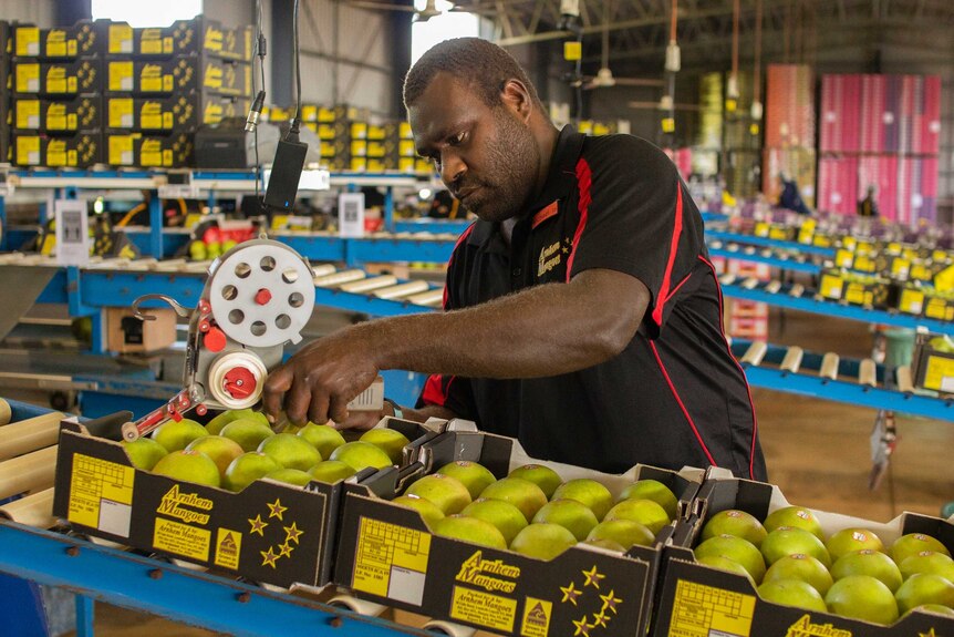 A man uses a tool to tape up boxes of mangoes that are being packed by lines of workers behind him in a large factory.