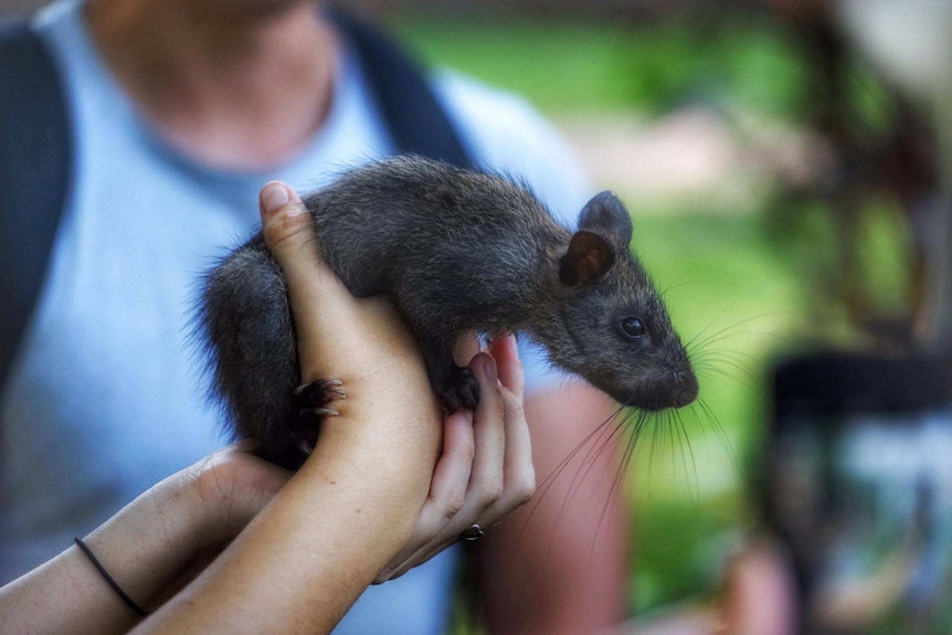 Black-footed tree rat