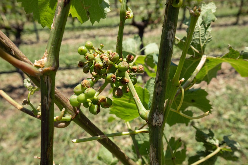 Damaged grapes hang on a vine.