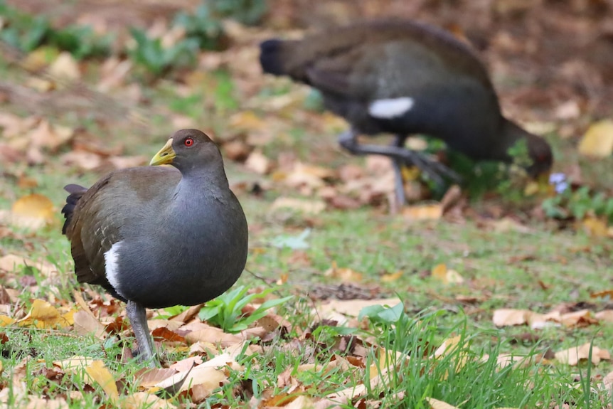 A Tasmanian native hen stands among green grass and fallen autumn leaves while another looks for food in the background