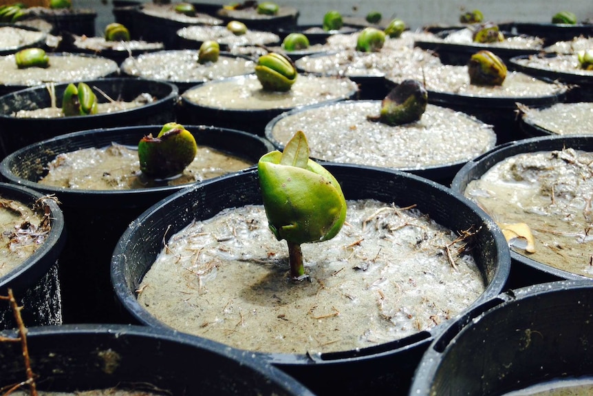 Mangrove seedlings