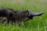 Platypus walks through grass in Tasmania.