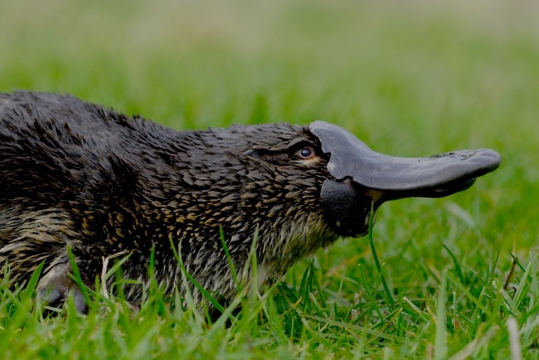 Platypus walks through grass in Tasmania.