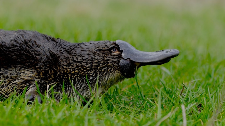 A close-up, side-on view of a platypus standing on grass.