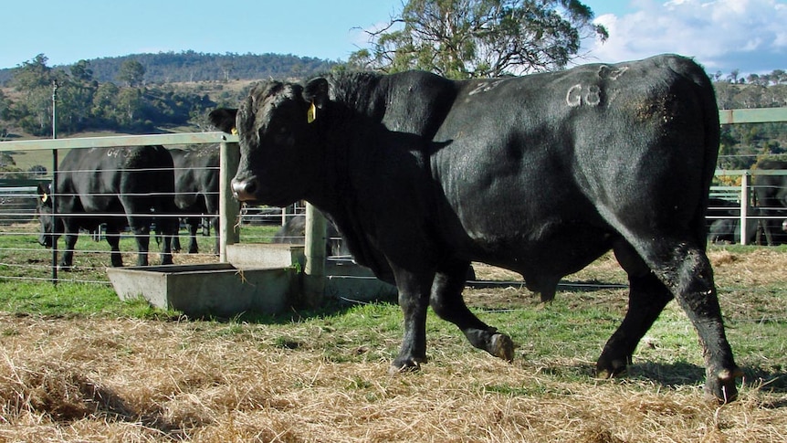 A large black bull trots in a small enclosure.