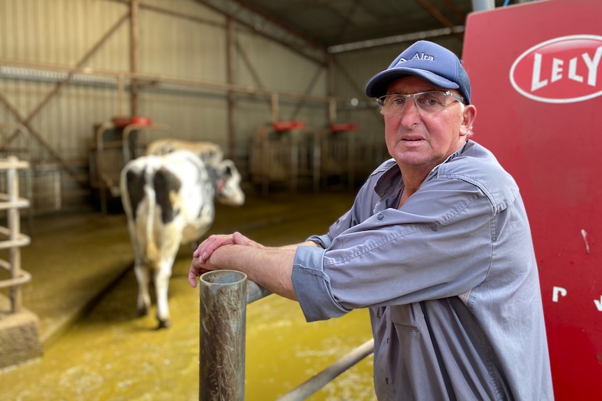 Farmer leans against fence inside dairy shed with cow in background.