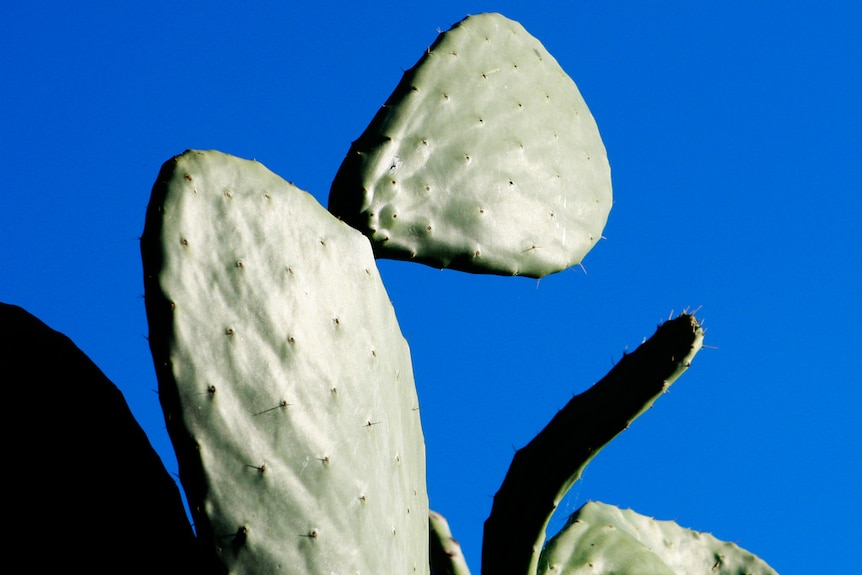 Prickly Pear Tree, Sydney, NSW