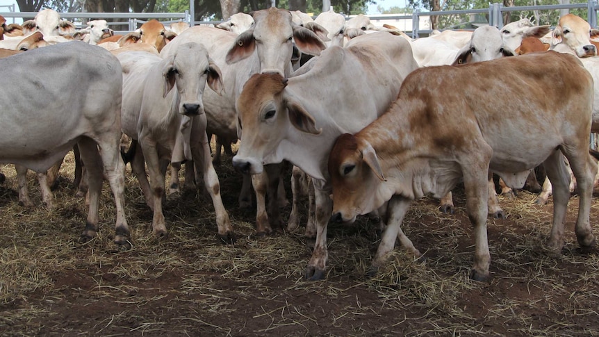 Cattle in Katherine yards