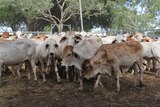 Cattle in Katherine yards