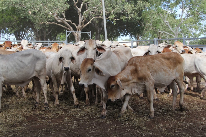 Cattle in Katherine yards