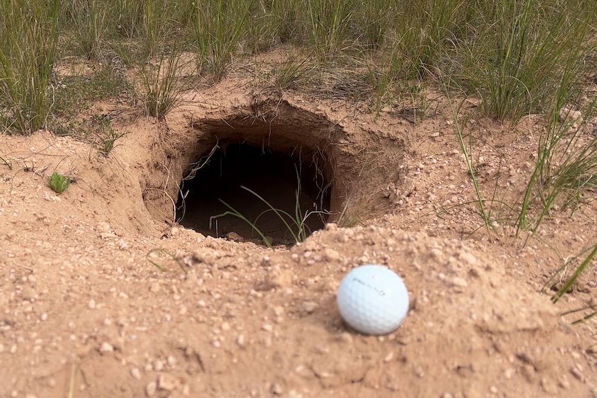 Golf ball in front of hole in the dirt, a wombat hole, with grass at its rear.